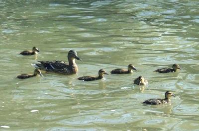 Прикрепленное изображение: 001.jpg